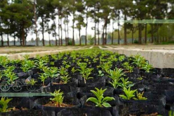تولید ۲۴۸ میلیون نهال برای طرح کاشت یک میلیارد درخت