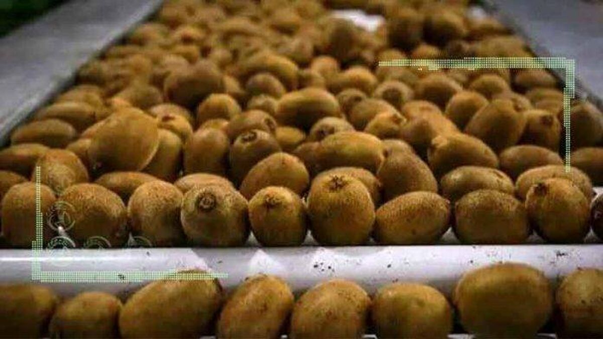 محدود کردن شرکت های صادرکننده کیوی برای صادرات هدفمند