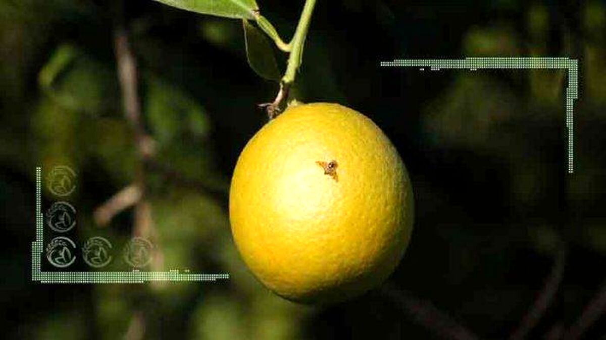 مگس مدیترانه‌ مهمان ناخوانده باغات جیرفت