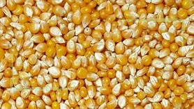 عقب‌نشینی قیمت جهانی ذرت