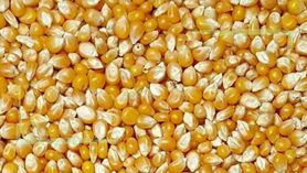 عقب‌نشینی قیمت جهانی ذرت