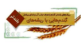 گندم‌هایی با ریشه‌های بلندتر