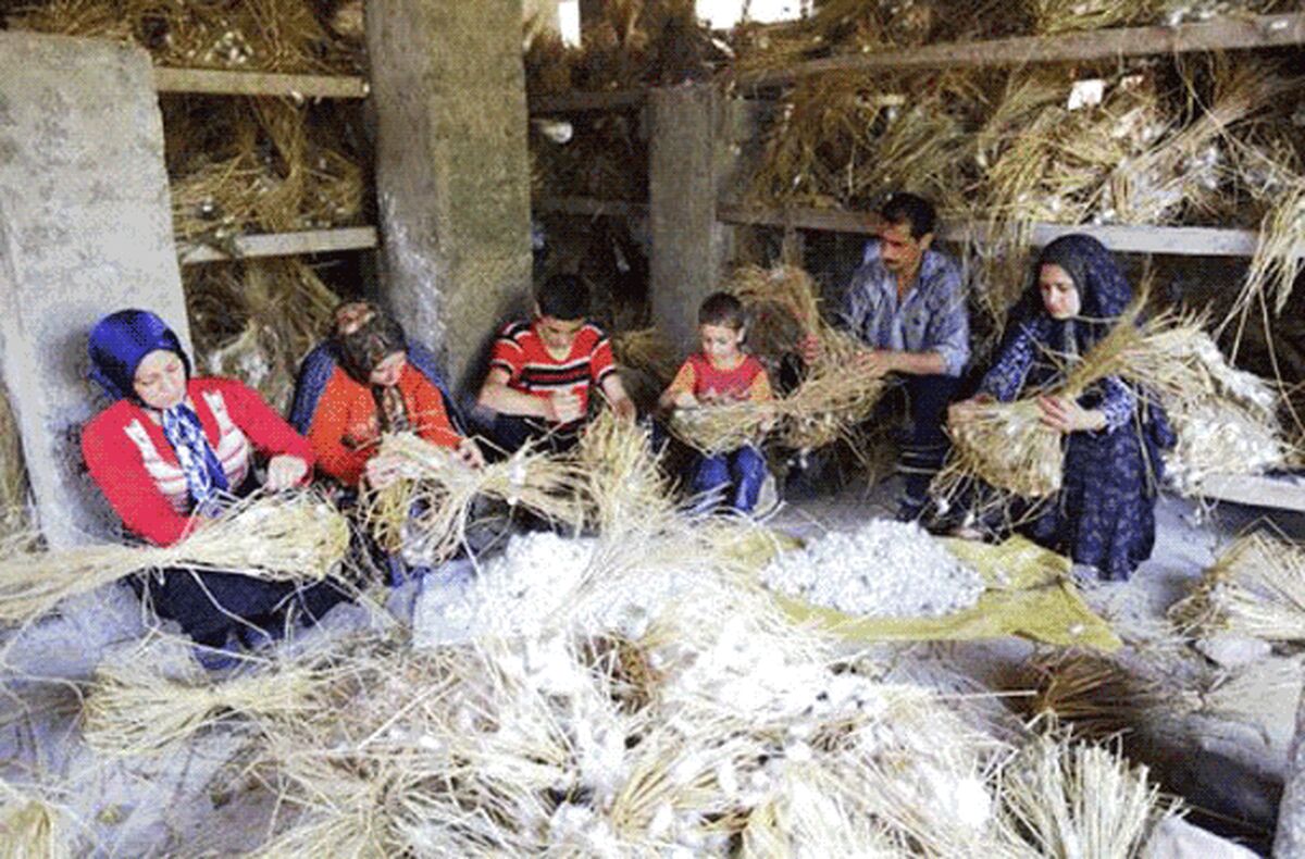 تقویم نوغانداری در ایران چگونه تعیین می‌شود؟
