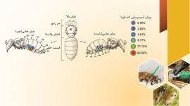 چگونگی مصرف کنه‌کش‌ها در کندوها

