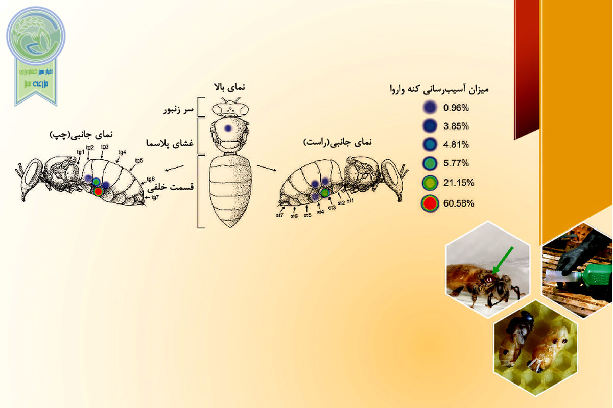 چگونگی مصرف کنه‌کش‌ها در کندوها


