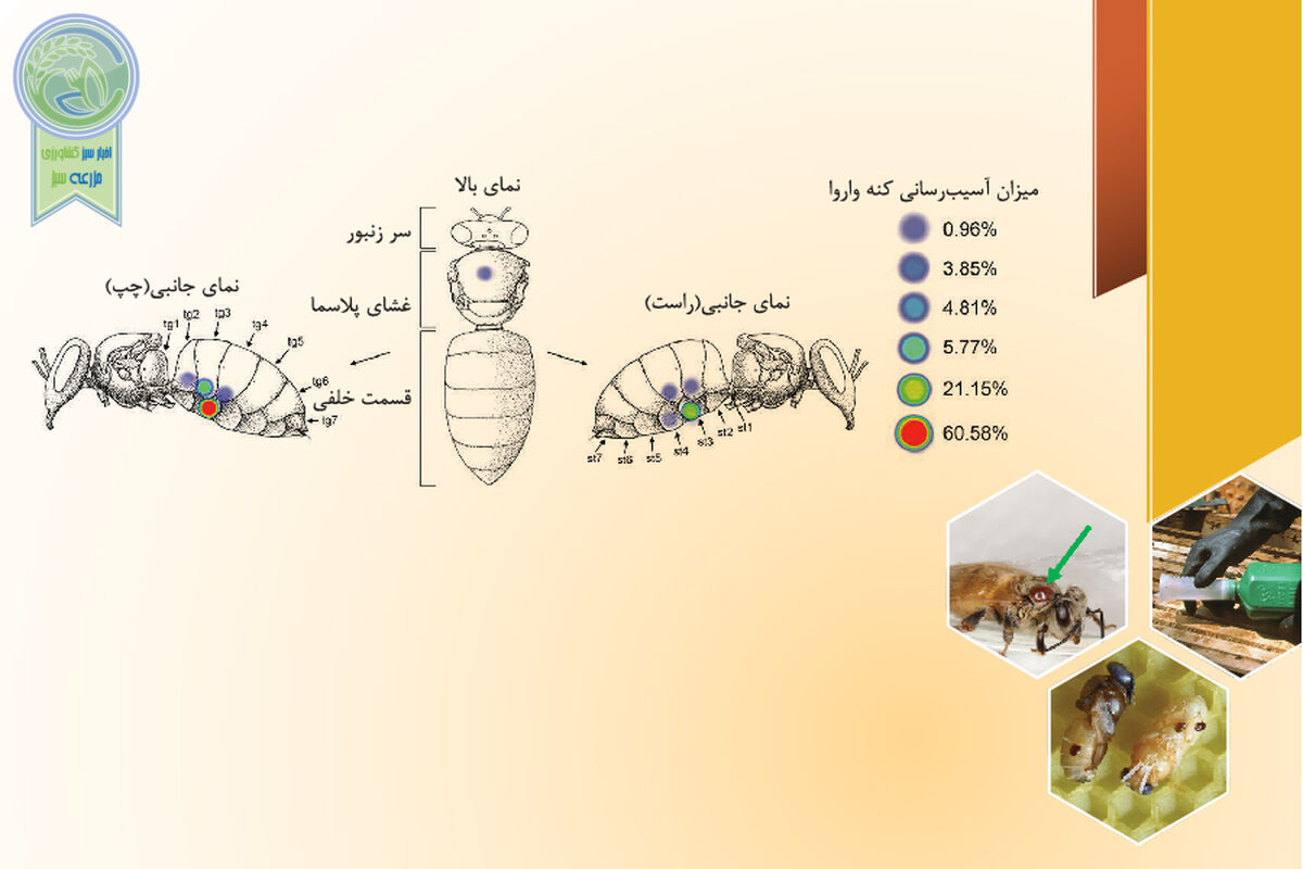 چگونگی مصرف کنه‌کش‌ها در کندوها

