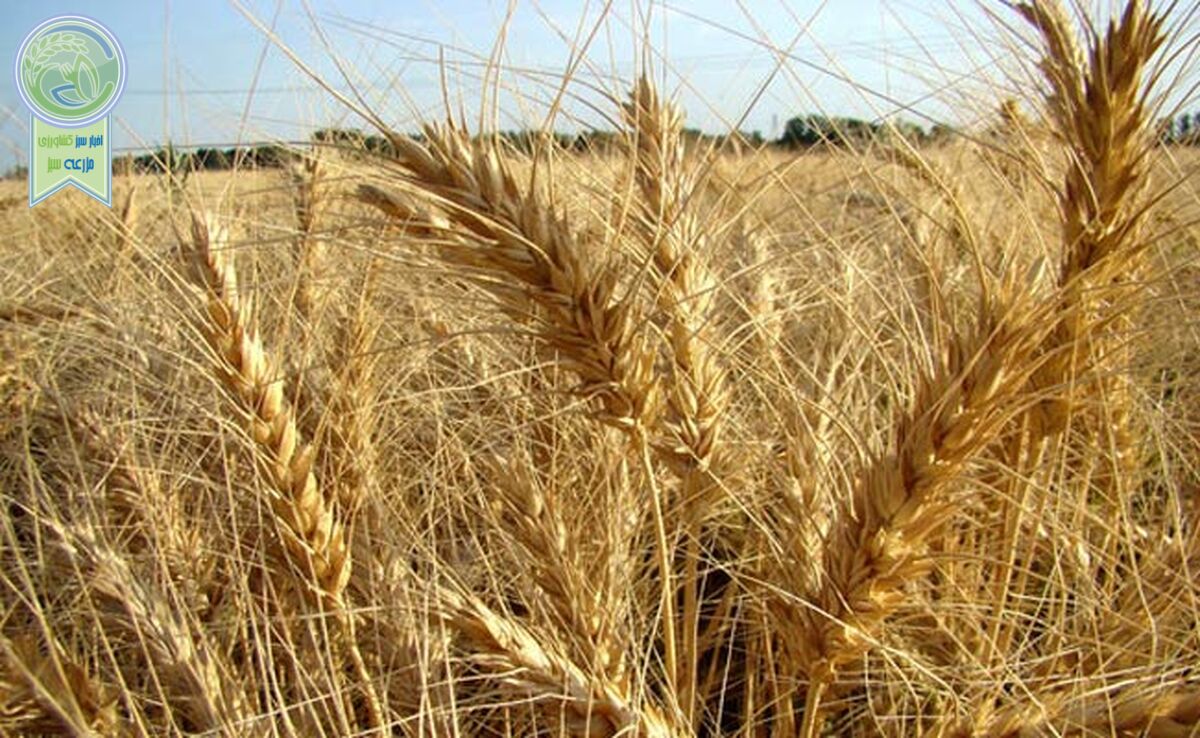 وسعت زیاد مزارع کشاورزی تاییدکننده مصرف بهینه آب است

