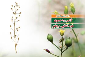 دانه روغنی کاملینا گامی به سوی خودکفایی روغن

