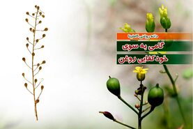دانه روغنی کاملینا گامی به سوی خودکفایی روغن

