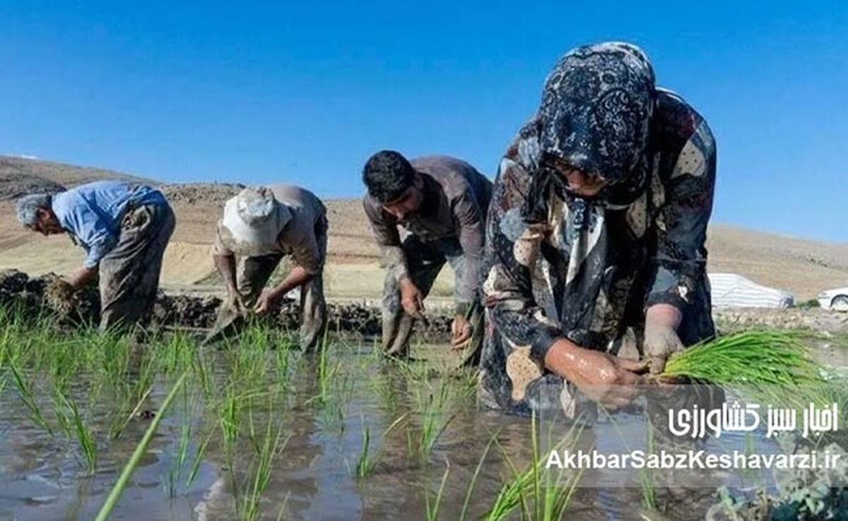 بیماری «تب شالیزار» را بیشتر بشناسیم