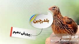 درآمد پرورش بلدرچین؛ یک فرصت شغلی واقعی با سرمایه کم؟