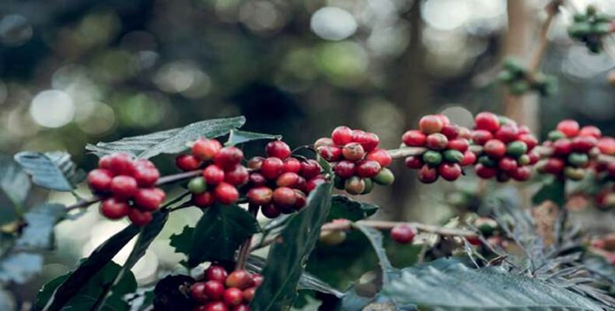 بررسی عملکرد و سودآوری کشاورزان قهوه