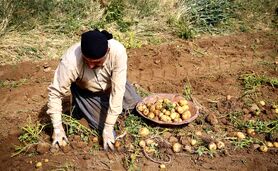 صنایع تبدیلی حلقه مفقوده سیب زمینی باقی ماند 

