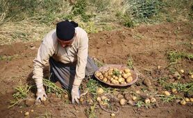 صنایع تبدیلی حلقه مفقوده سیب زمینی باقی ماند 

