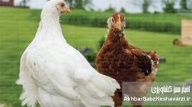 پایداری صنعت مرغداری؛ چگونه؟