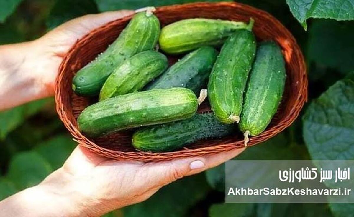 قسمت‌های سمی سبزیجات را بشناسید