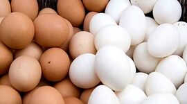صادرات ۷۷ هزار تن تخم مرغ از ابتدای سال جاری تاکنون

