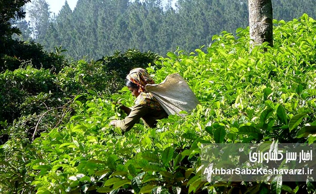 روز جهانی چای؛ از عطر لاهیجان تا پیوند انسان با خاک سالم