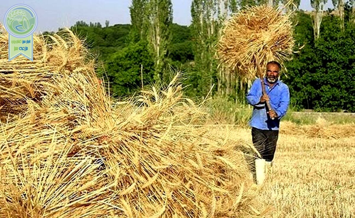 واریز ۹۴.۲ همت از پول گندمکاران/ نیازی به واردات گندم نداریم

