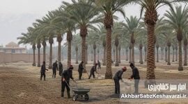 آیا حذف کوددهی در زمان تشکیل میوه تصمیم درستی است؟
