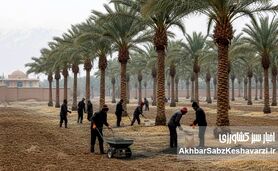 آیا حذف کوددهی در زمان تشکیل میوه تصمیم درستی است؟
