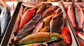 ۱۰۰۲ تن ماهی خشک قشم صادر شد