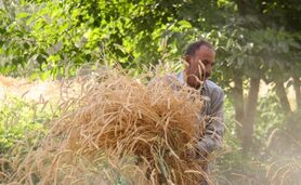 قیمت ۳۲ قلم کالای اساسی برای سال زراعی جدید تعیین شد

