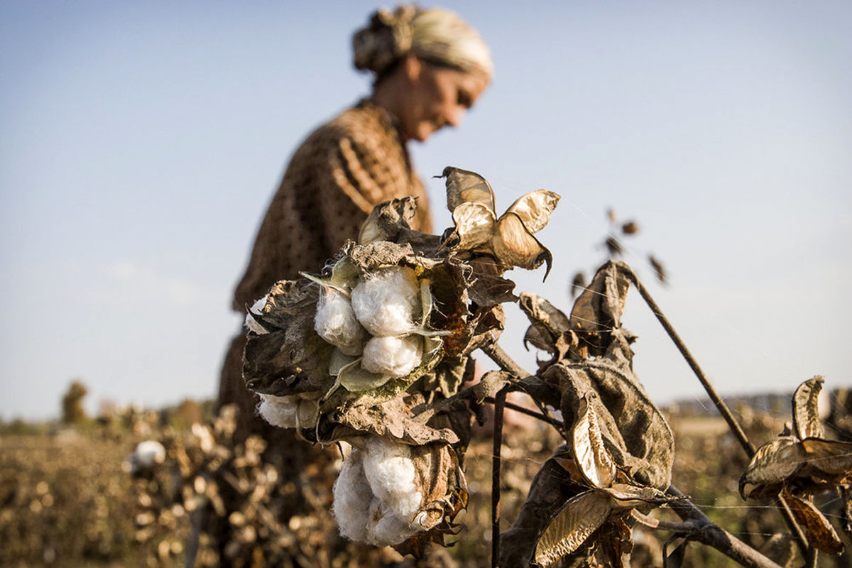 کشاورزی تاجیکستان؛ از کشت پنبه تا سرمایه‌گذاری در تولیدات دامی+عکس

