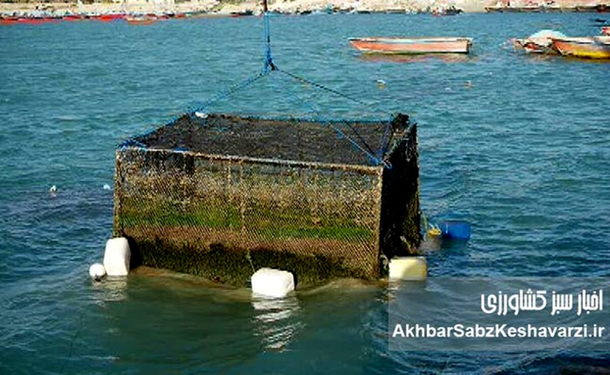 راهنمای جامع پرورش ماهی در قفس در شورابیل: افق‌های نو برای گردشگری اردبیل