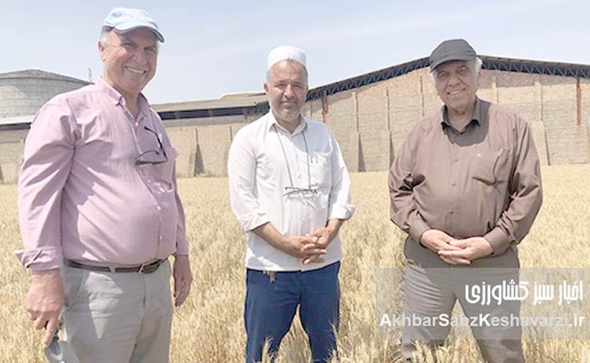 حفظ بقایای گیاهی اراضی دیم گلستان: معجزه‌ای برای خاک تشنه و کلید افزایش تولید+ ویدئو