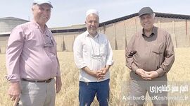 حفظ بقایای گیاهی اراضی دیم گلستان: معجزه‌ای برای خاک تشنه و کلید افزایش تولید+ ویدئو