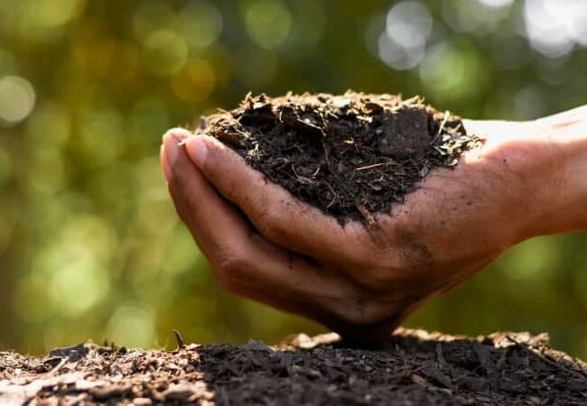 میکروب‌های خاک و نقش آنها در جذب فسفر توسط گیاهان