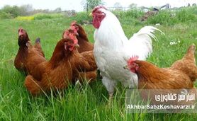 نژادهای بومی دام و طیور ایران، کلید خودکفایی پروتئین و اقتصاد مقاومتی!