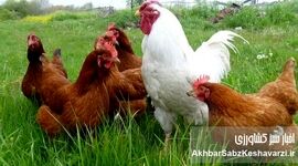 نژادهای بومی دام و طیور ایران، کلید خودکفایی پروتئین و اقتصاد مقاومتی!