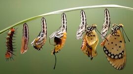 چرخه زندگی کرم ابریشم؛ از پیله تنهایی تا پرواز در آسمان زیبایی