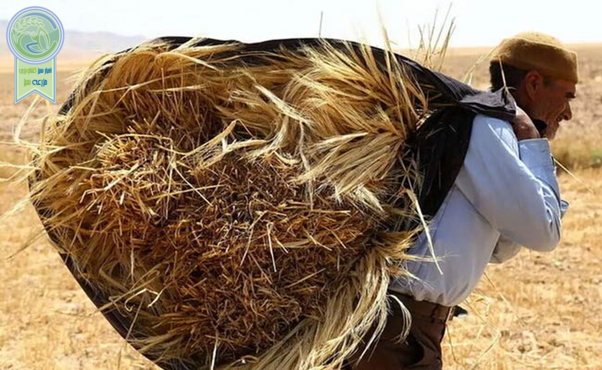 افزایش خرید تضمینی گندم از ۴.۵ به ۱۲ میلیون تن در سه سال

