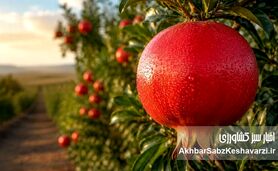 مدیریت هوشمند تغذیه انار در فاز زایشی؛ از تثبیت میوه تا تکامل فیزیولوژیک