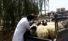 آمادگی تیم‌های دامپزشکی بر نظارت کشتار دام در ‌عید قربان