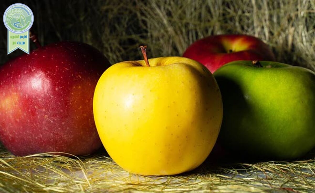 کدام میوه‌ها به کاهش وزن کمک می‌کنند؟

