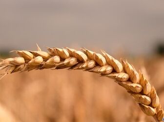 شوک تازه به بازار جهانی گندم؛ اختلال در دریای سیاه قیمت‌ها را ۴۰ درصد بالا برد