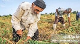 ​نجات کشاورزی ایران؛ راهکارهای نوین برای پایداری و بهره‌وری آب در مواجهه با چالش‌های اقلیمی