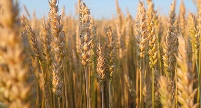 بیمه رایگان گندم در بیش از ۶ میلیون هکتار اجرایی شد
