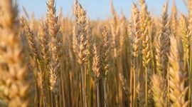 بیمه رایگان گندم در بیش از ۶ میلیون هکتار اجرایی شد