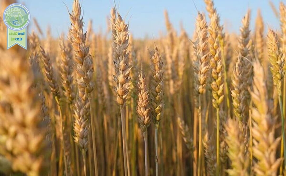 بیمه رایگان گندم در بیش از ۶ میلیون هکتار اجرایی شد