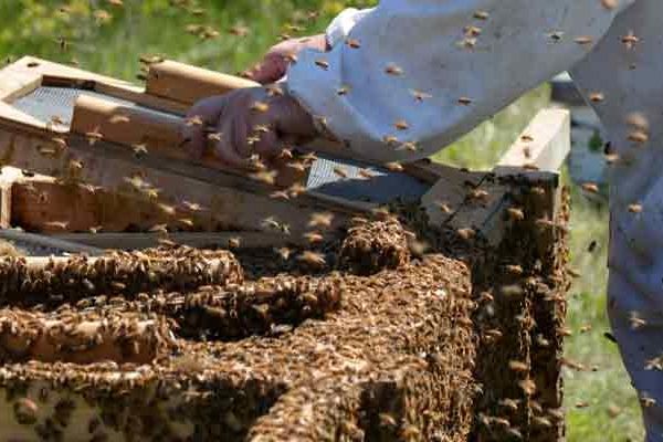 صنعت زنبورداری رو به ورشکستگی

