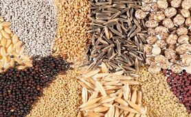 قیمت نهاده های دامی و محصولات کشاورزی ۱۳ مرداد ۱۴۰۳+ جدول
