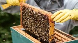 فرآورده‌های حاصل از زنبورداری و نوغانداری معاف از مالیات شد

