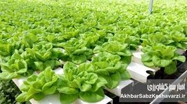 جهش کشاورزی با کشت بدون خاک و گلخانه‌های هوشمند