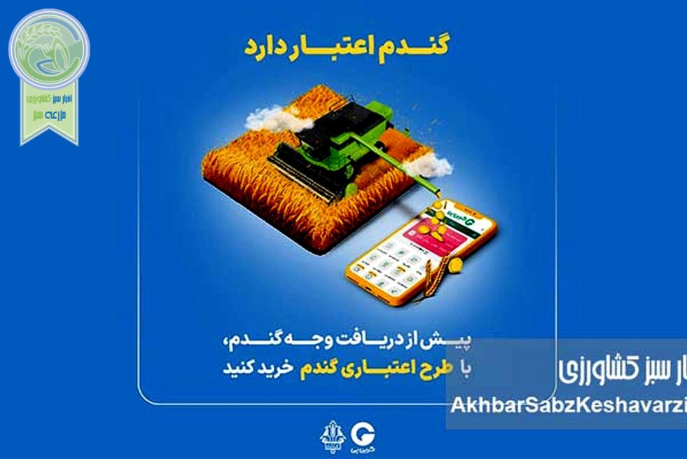 گندم اعتبار دارد؛ طرح گرین‌پی ویژه گندم‌کاران