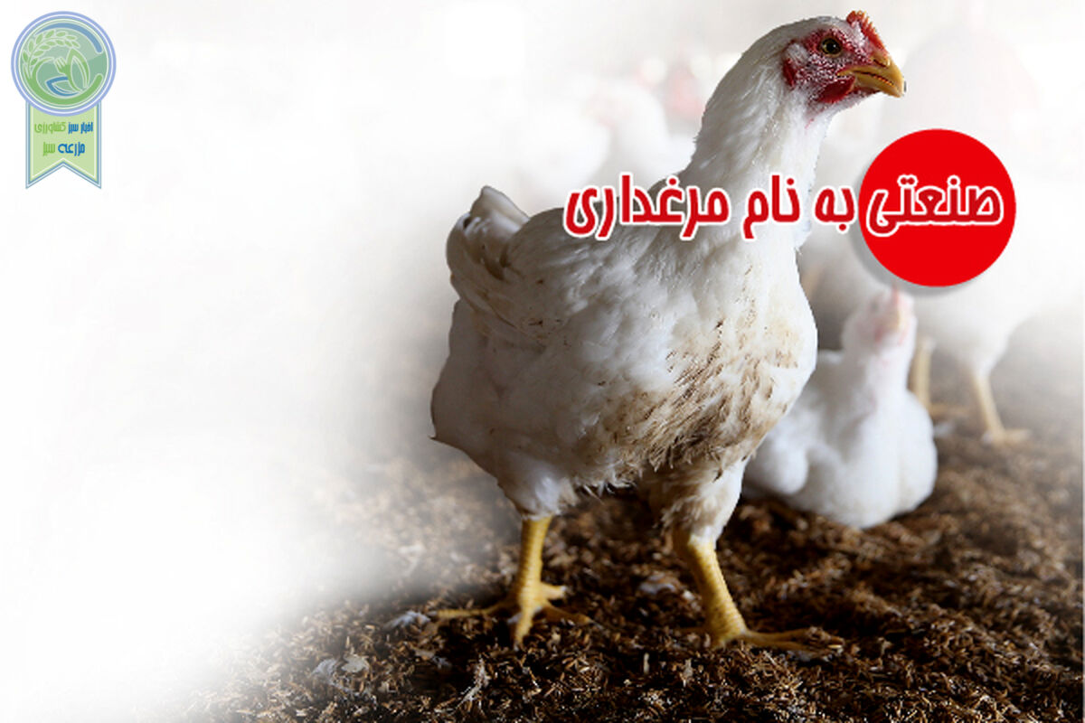 صنعتی به نام مرغداری

